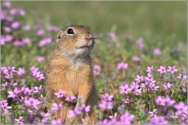 <p>SYSEL OBECNÝ (Spermophilus citellus) /European ground squirrel - Europäischer Ziesel/</p>